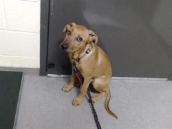 Shelter Stray Female Dog last seen Near BLOCK N OSCEOLA ST, DENVER CO 80211, 1241 W Bayaud Ave, Denver, CO 80223, USA