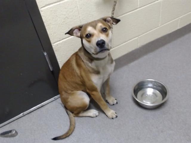 Shelter Stray Male Dog last seen Near BLOCK N OSCEOLA ST, DENVER CO 80211, 1241 W Bayaud Ave, Denver, CO 80223, USA