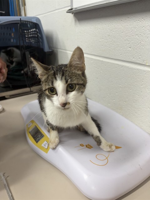 Shelter Stray Female Cat last seen ST PETERS, 4850 Mid Rivers Mall Dr, St Peters, MO 63376, USA