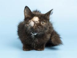 Shelter Stray Female Cat last seen Near BLOCK W CHARLESTON AVE, 5501 E Van Buren St, Phoenix, AZ 85008, USA