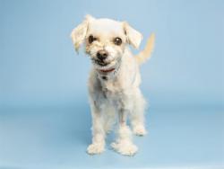Shelter Stray Female Dog last seen THOMAS AND 114TH AVE IN AVONDALE, 5501 E Van Buren St, Phoenix, AZ 85008, USA