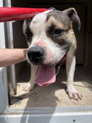 Shelter Stray Male Dog last seen Near BLOCK S STONEWALL AVE, OKLAHOMA CITY OK 73129, 2811 SE 29th St, Oklahoma City, OK 73129, USA