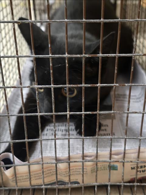 Shelter Stray Female Cat last seen , 957 N Gaffey St, San Pedro, CA 90731, USA