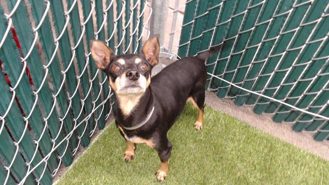 Shelter Stray Female Dog last seen , 11258 Garfield Ave, Downey, CA 90242, USA