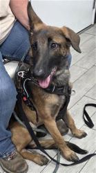 Shelter Stray Female Dog last seen BOREL RD / HIGHWAY 178 LAKE ISABELLA CA, 14891 CA-178, Lake Isabella, CA 93240, USA