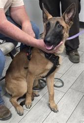 Shelter Stray Male Dog last seen BOREL RD / HIGHWAY 178 LAKE ISABELLA CA 93240, 14891 CA-178, Lake Isabella, CA 93240, USA