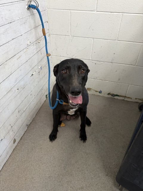 Shelter Stray Female Dog last seen Near BLOCK BASELINE ST, 333 Chandler Pl, San Bernardino, CA 92408, USA