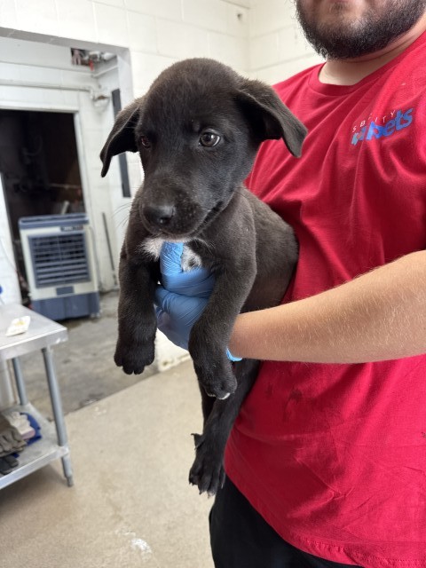 Shelter Stray Male Dog last seen Near BLOCK BASELINE ST, 333 Chandler Pl, San Bernardino, CA 92408, USA