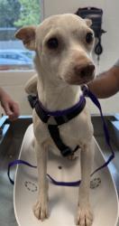 Shelter Stray Male Dog last seen GRAHAM, 221 Stone Quarry Rd, Burlington, NC 27217, USA