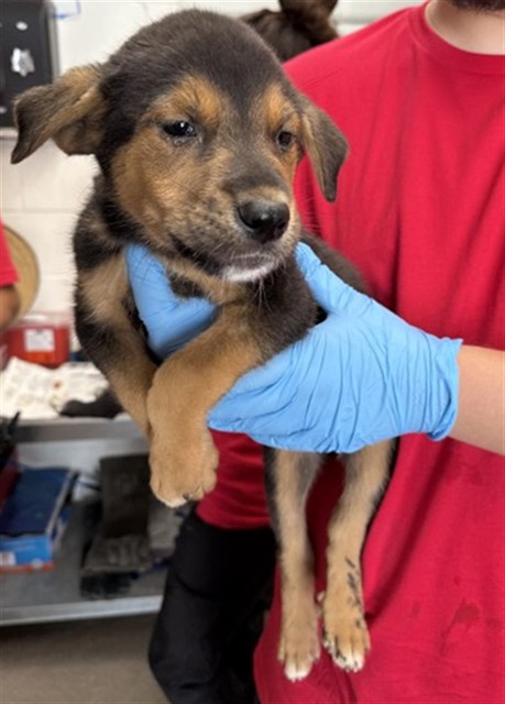 Shelter Stray Male Dog last seen Near BLOCK BASELINE ST, 333 Chandler Pl, San Bernardino, CA 92408, USA
