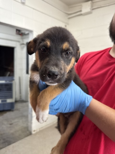Shelter Stray Male Dog last seen Near BLOCK BASELINE ST, 333 Chandler Pl, San Bernardino, CA 92408, USA