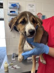 Shelter Stray Male Dog last seen Near BLOCK BASELINE ST, 333 Chandler Pl, San Bernardino, CA 92408, USA