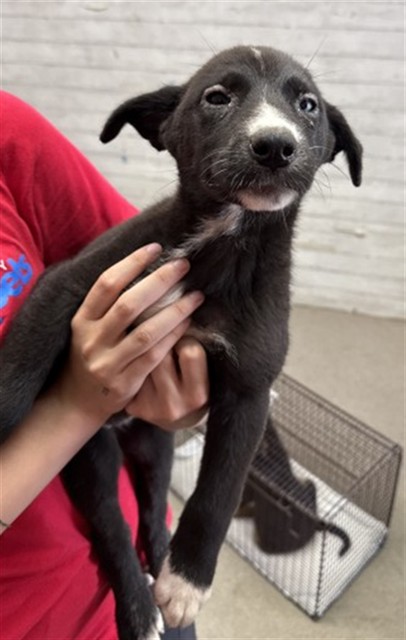 Shelter Stray Female Dog last seen Near BLOCK BASELINE ST, 333 Chandler Pl, San Bernardino, CA 92408, USA