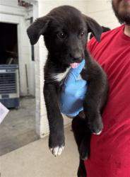 Shelter Stray Female Dog last seen Near BLOCK BASELINE ST, 333 Chandler Pl, San Bernardino, CA 92408, USA
