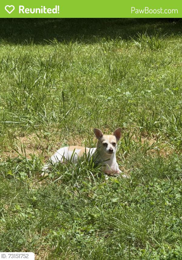 Reunited Female Dog last seen Chafin and Hardscrabble, Roswell, GA 30075