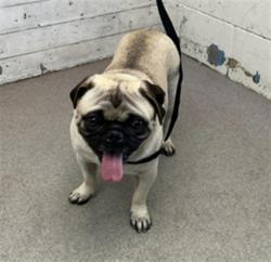 Shelter Stray Male Dog last seen EVERGREEN AVE X MESA RD, 333 Chandler Pl, San Bernardino, CA 92408, USA