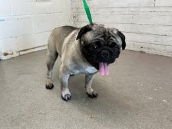 Shelter Stray Male Dog last seen EVERGREEN AVE X MESA RD, 333 Chandler Pl, San Bernardino, CA 92408, USA