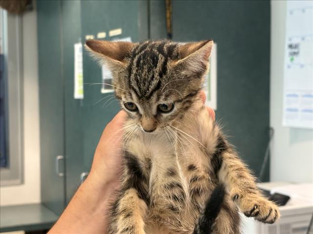Shelter Stray Female Cat last seen , West Valley Animal Shelter, 20655 Plummer St, Chatsworth, CA 91311, USA