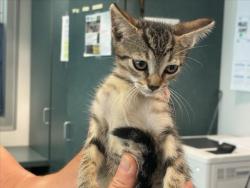 Shelter Stray Female Cat last seen , West Valley Animal Shelter, 20655 Plummer St, Chatsworth, CA 91311, USA