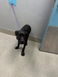 Shelter Stray Female Dog last seen Near BLK OF TEHAMA LAS VEGAS, 655 N Mojave Rd, Las Vegas, NV 89101, USA