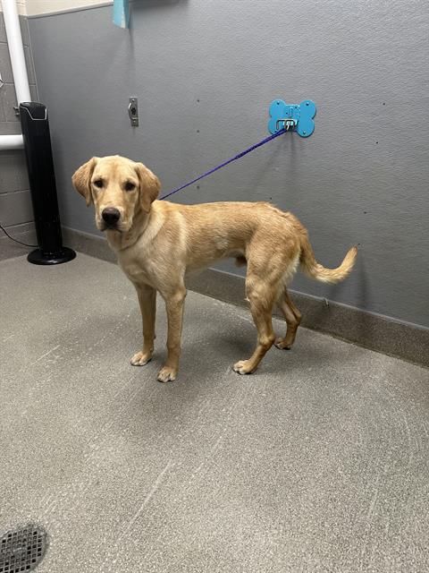 Shelter Stray Male Dog last seen KYLE CANYON RD | WITCH MOUNTAIN ST, 655 N Mojave Rd, Las Vegas, NV 89101, USA