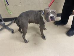 Shelter Stray Female Dog last seen , 3839 W Burnham St, West Milwaukee, WI 53215, USA
