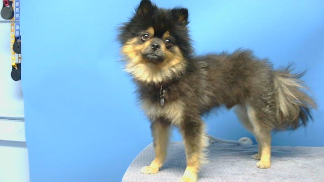 Shelter Stray Male Dog last seen , 216 W Victoria St, Gardena, CA 90248, USA