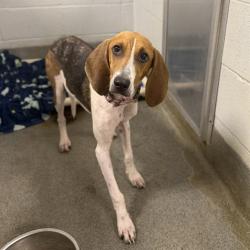 Shelter Stray Female Dog last seen SWANCOTT, 4950 SW Triana Blvd, Huntsville, AL 35805, USA