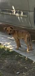 Shelter Stray Male Dog last seen Near BLOCK W 3RD ST, PERRIS, CA, 227 N D St, Perris, CA 92570, USA