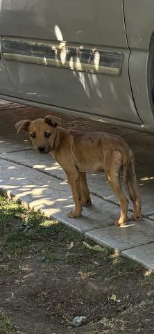Shelter Stray Male Dog last seen Near BLOCK W 3RD ST, PERRIS, CA, 227 N D St, Perris, CA 92570, USA