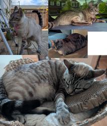 Lost Female Cat last seen NE 117th St, Vancouver WA 98685, Clark County, WA 98686