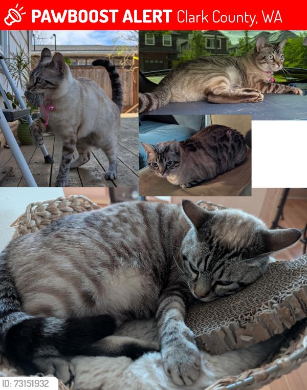 Lost Female Cat last seen NE 117th St, Vancouver WA 98685, Clark County, WA 98686
