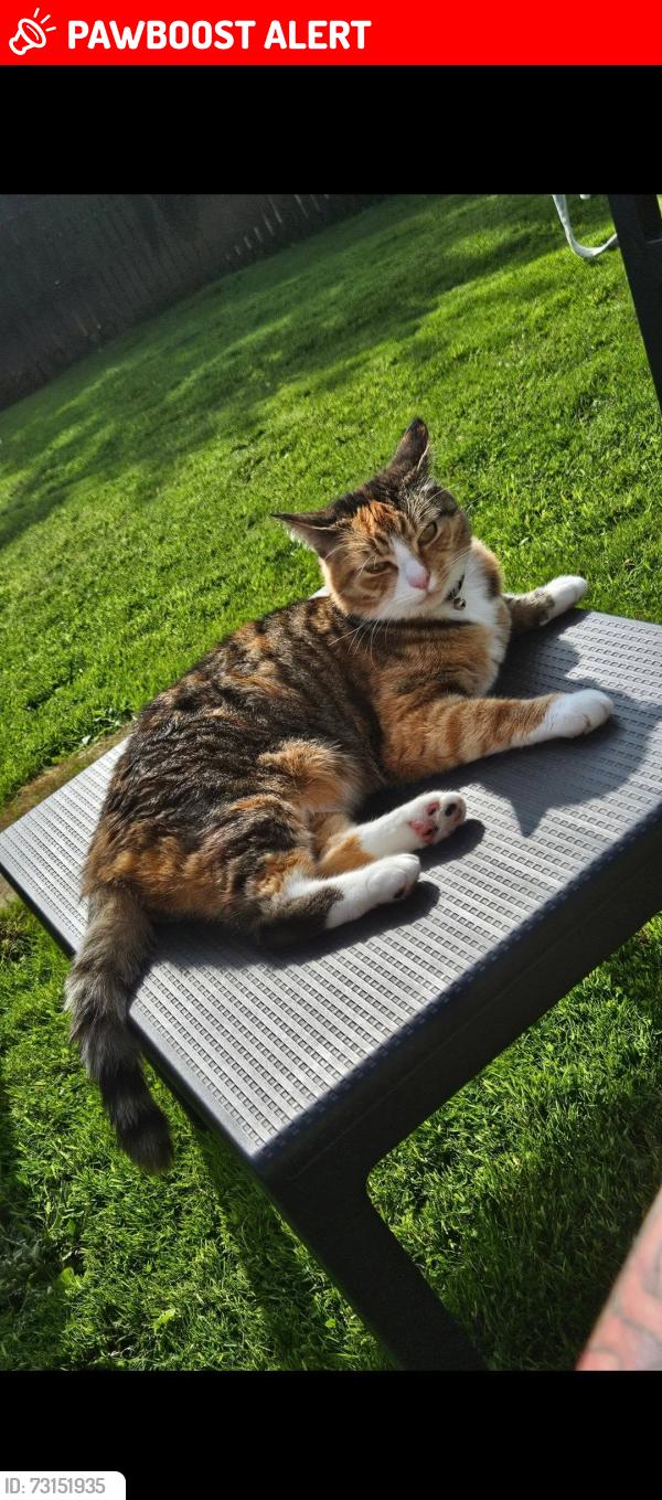 Lost Female Cat last seen Kings park, Glasgow City, Scotland 