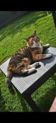 Lost Female Cat last seen Kings park, Glasgow City, Scotland 