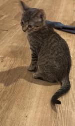 Shelter Stray Male Cat last seen CHARLOTTE, 8315 Byrum Dr, Charlotte, NC 28217, USA
