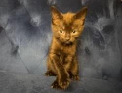 Shelter Stray Male Cat last seen CHARLOTTE, 8315 Byrum Dr, Charlotte, NC 28217, USA