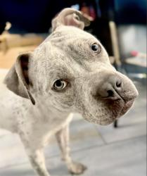 Shelter Stray Female Dog last seen CHARLOTTE, 8315 Byrum Dr, Charlotte, NC 28217, USA