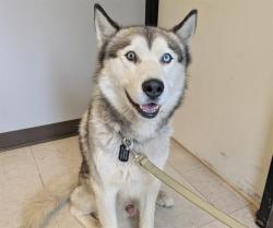 Shelter Stray Male Dog last seen Near BLOCK 144TH PL SE, NEWCASTLE WA 98059, 21615 64th Ave S, Kent, WA 98032, USA