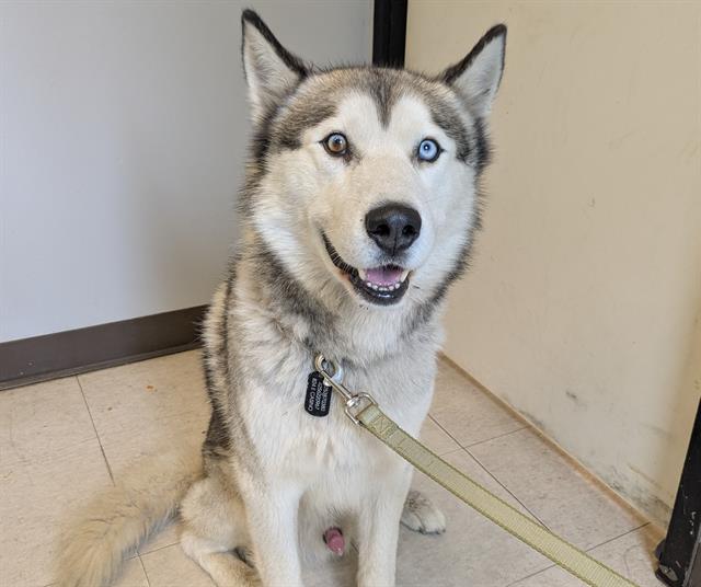 Shelter Stray Male Dog last seen Near BLOCK 144TH PL SE, NEWCASTLE WA 98059, 21615 64th Ave S, Kent, WA 98032, USA