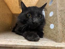 Shelter Stray Male Cat last seen Near BLOCK 34TH AVE S, AUBURN WA 98001, 21615 64th Ave S, Kent, WA 98032, USA