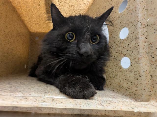 Shelter Stray Male Cat last seen Near BLOCK 34TH AVE S, AUBURN WA 98001, 21615 64th Ave S, Kent, WA 98032, USA