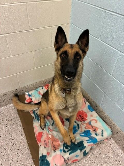 Shelter Stray Female Dog last seen 152ND AND HAYESMOUNT, 12155 Park Blvd, Brighton, CO 80601, USA