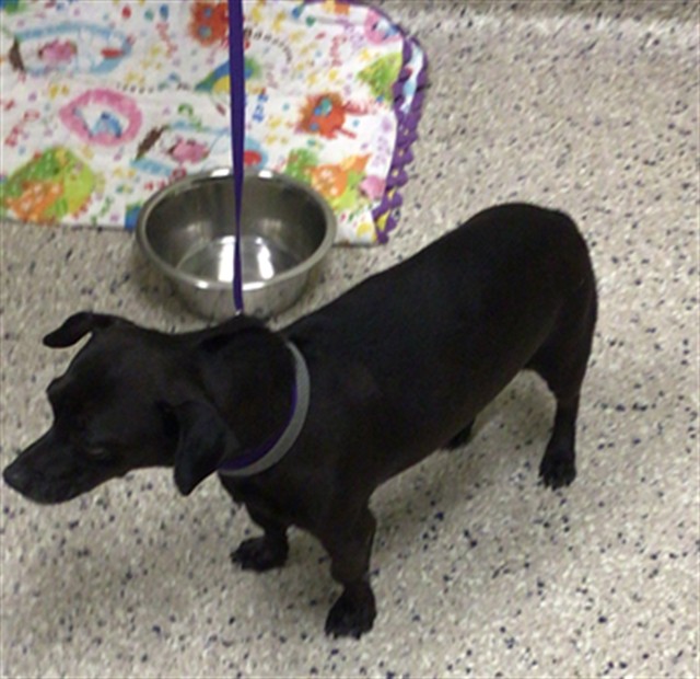 Shelter Stray Male Dog last seen Near BLOCK RIVERDALE RD, 12155 Park Blvd, Brighton, CO 80601, USA