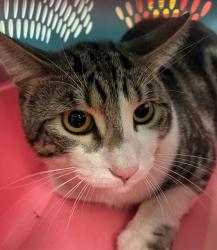 Shelter Stray Male Cat last seen Near BLOCK BELLAIRE CIR, 12155 Park Blvd, Brighton, CO 80601, USA