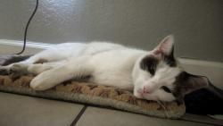 Reunited Male Cat last seen SW 90th Ct. and SW 215th St., Cutler Bay, FL 33189