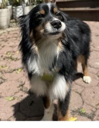 Reunited Male Dog last seen Bloomfield, NJ, Bloomfield, NJ 07003