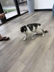 Found/Stray Male Cat last seen 65th and Boston St in Velda Rose, Velda Rose Estates East, AZ 85205