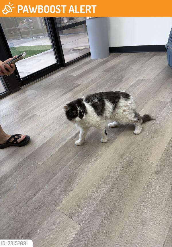 Found/Stray Male Cat last seen 65th and Boston St in Velda Rose, Velda Rose Estates East, AZ 85205