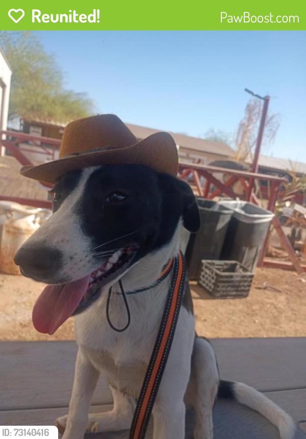 Reunited Female Dog last seen Signal butte/ Broadway, Mesa, AZ 85208