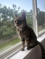 Reunited Male Cat last seen N Overlook Trl, Round Lake, IL 60073